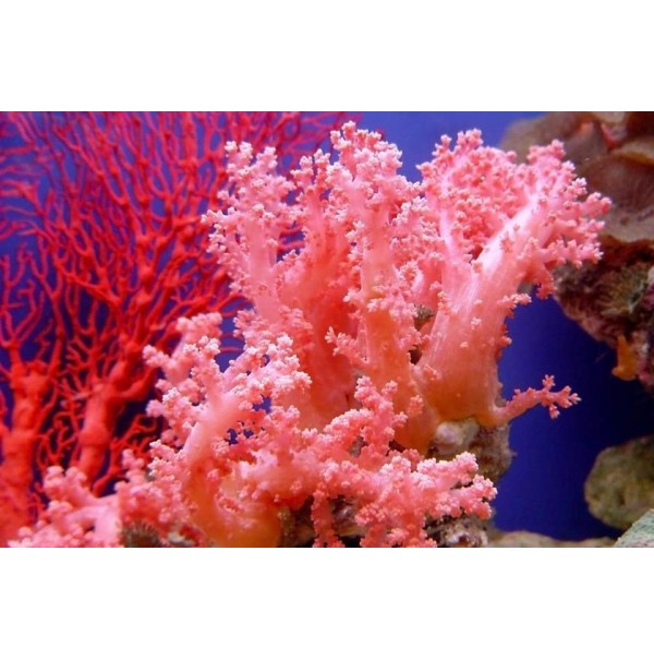 La alimentación de los corales
